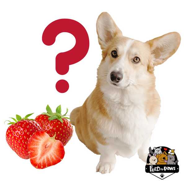 Can dogs eat strawberry?