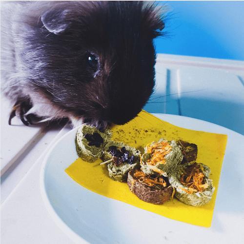 Image showcasing Handmade Guinea Pig Treats & Snacks - The Tiny Life Singapore - Guinea ...