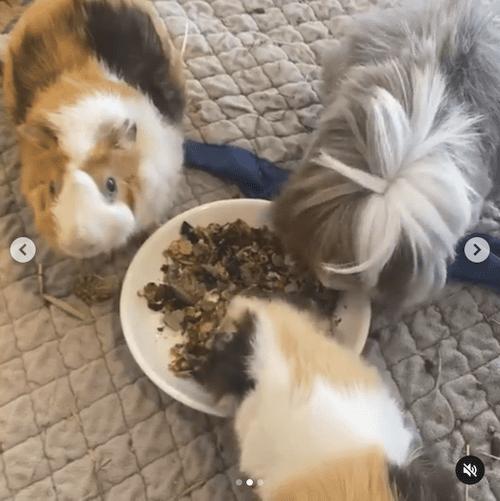 Handmade Guinea Pig Supplement & Herbs - The Tiny Life Singapore ...