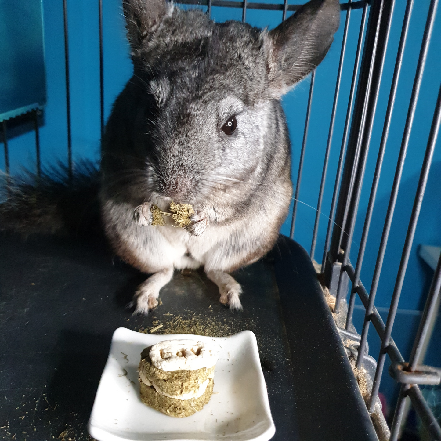 grey chinchilla enjoying a handmade chinchilla treat made in singapore