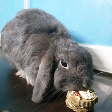 Load image into Gallery viewer, grey rabbit enjoying a handmade rabbit treat made in singapore

