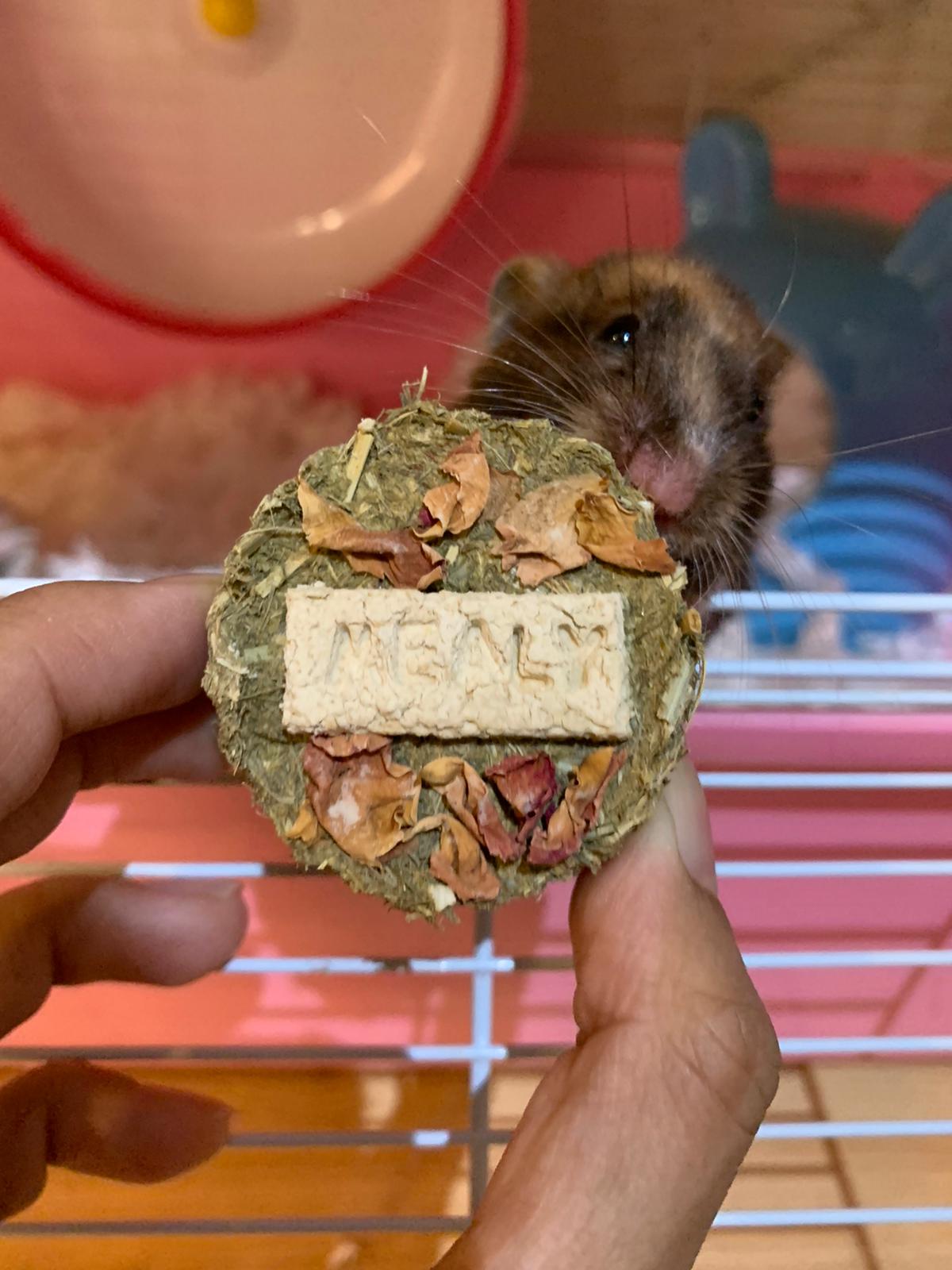 Birthday Cake-aroon (rabbits, guinea pigs, chinchillas, hamsters) (Can be mailed)