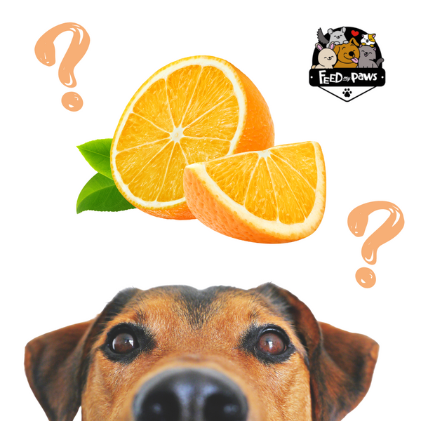 Can dogs eat orange?