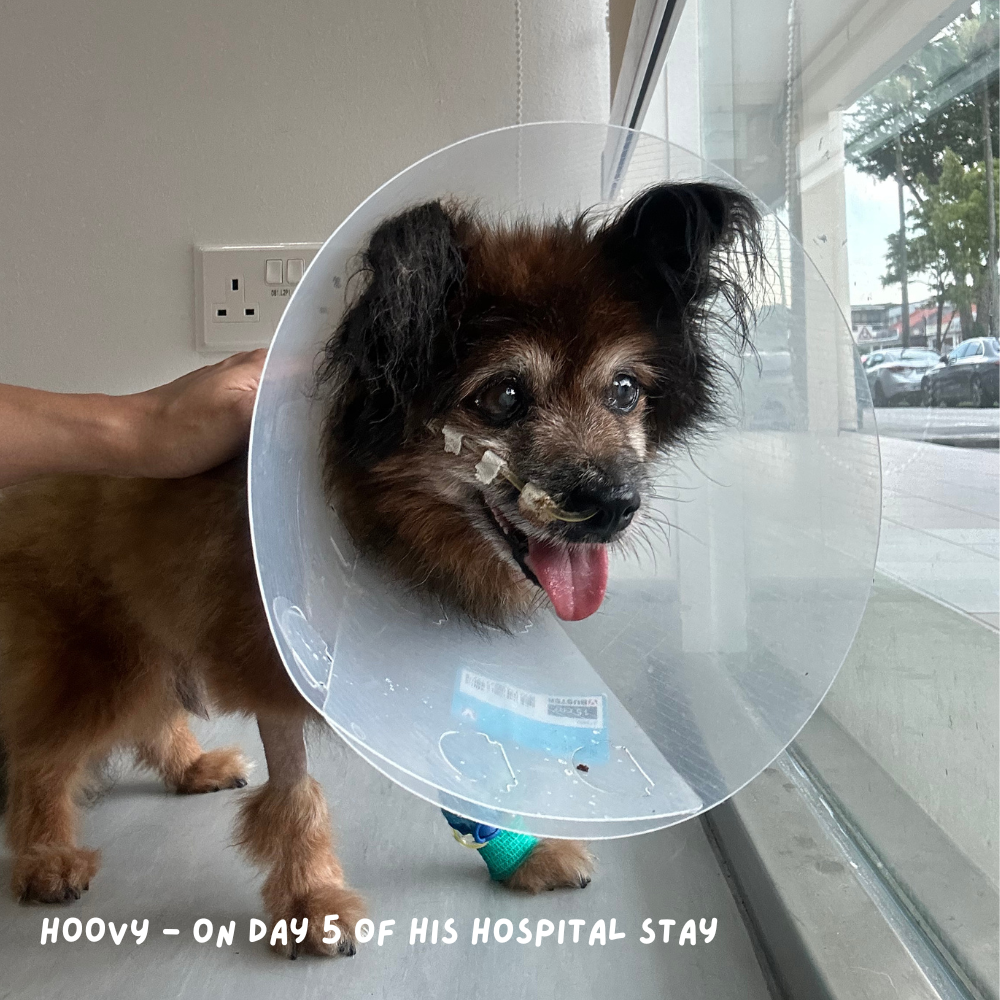 The Heart of Feed My Paws: A Letter About Hoovy (on his road to recovery)
