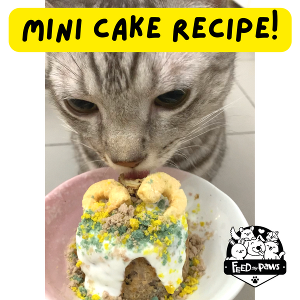 Mini Cake Recipe for Dogs & Cats!