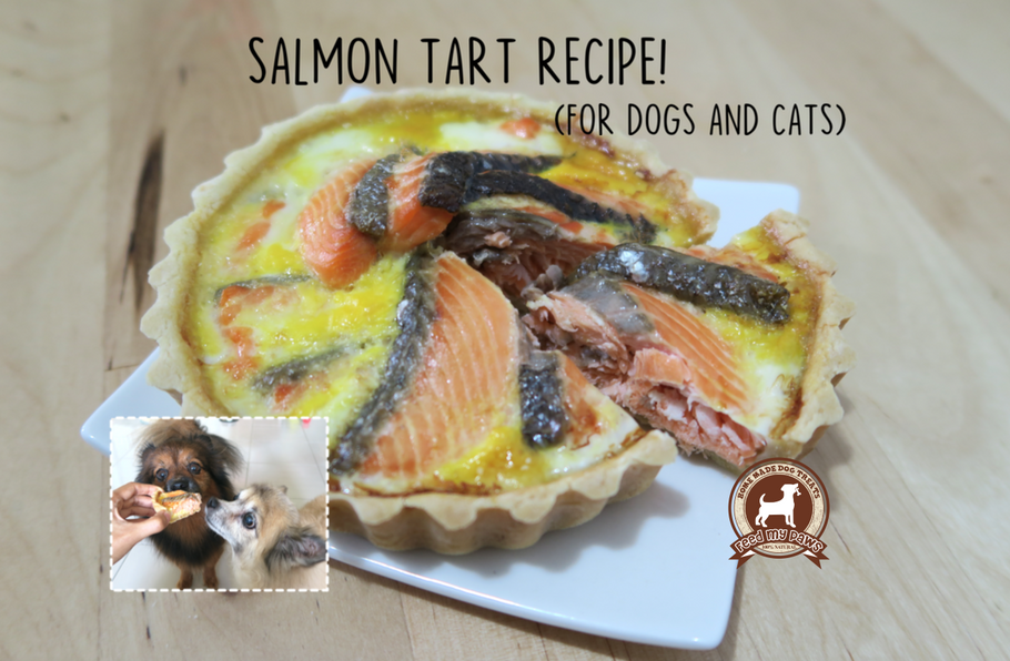 DIY Feed My Paws Recipe: Salmon Tart for Dogs and Cats!