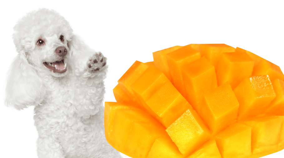 Can Dogs eat Mango?