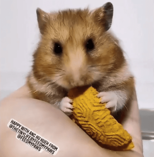 Handmade Hamster Treats, Biscuits, Chew sticks The Tiny Life