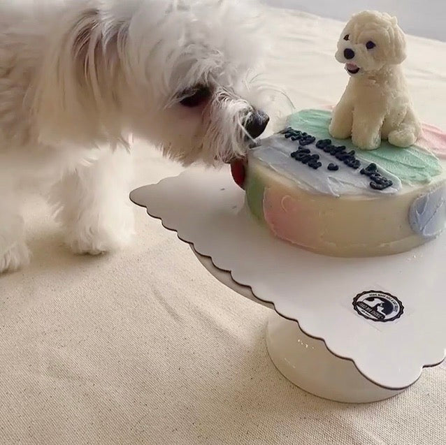 Feed My Paws SG - Handmade Dog Birthday Cake - Singapore Delivery  - Dog pupcakes & cupcakes