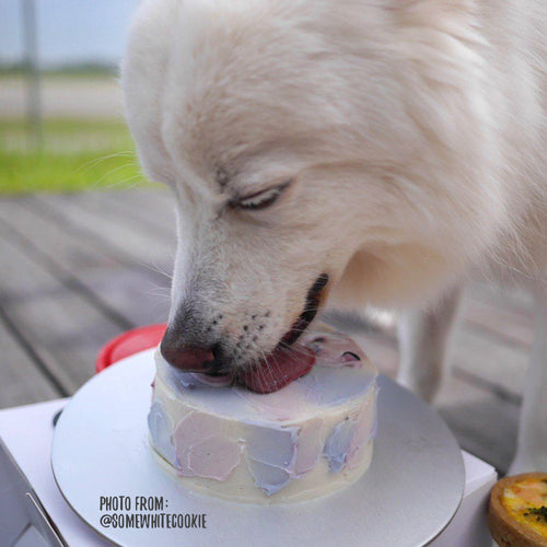 Feed My Paws SG | Dog Bakery Singapore | Handmade Cake for Dog Puppy Birthday | White Dog | Delivery
