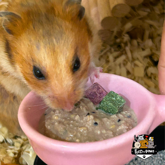 Christmas 2025: Christmas Porridge for Hamsters!