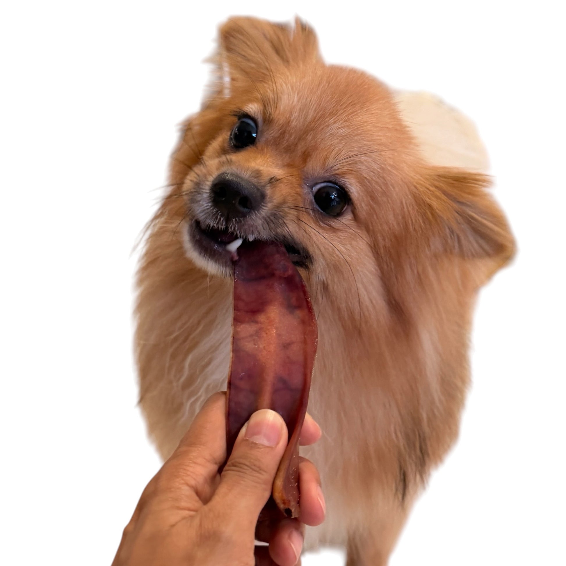 A small fluffy tan dog being offered a long, reddish-brown treat by a human hand against a plain white background.