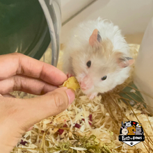 Load image into Gallery viewer, Scrambled Eggs (Freeze-dried) for Hamsters
