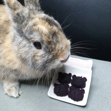 Load image into Gallery viewer, singapore rabbit with our beary biscuits treats for hamster rabbits and guinea pigs
