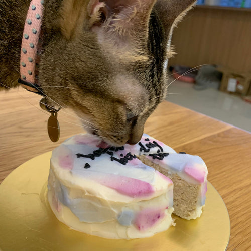 Feed My Paws SG | Cat Bakery | Singapore Birthday Cake for Kitty Cat | Singapura | Singapore Delivery