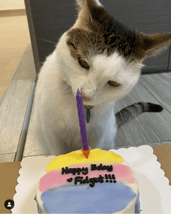 The Gray Cat Sits And Looks At The Cake On His Birthday Its A Pets Birthday  Stock Photo - Download Image Now - iStock