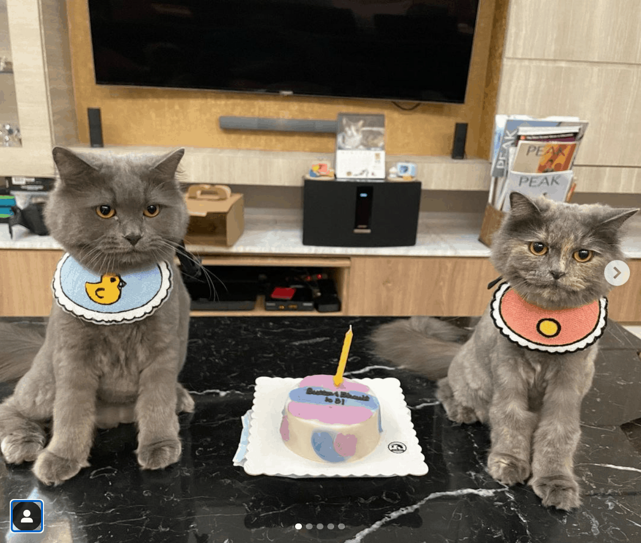 Feed My Paws Singapore | Cat Bakery | Handmade Birthday Cake Kitty Cat | SG Delivery | bellabellofamily