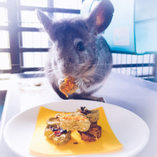 Load image into Gallery viewer, grey chinchilla enjoying oat obsession, made for hamster guinea chinchilla guineapig treats in singapore
