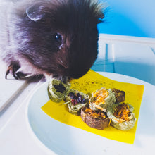 Load image into Gallery viewer, black guinea pig enjoying oat obsession, made for hamster guinea chinchilla guineapig treats in singapore
