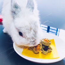 Load image into Gallery viewer, white rabbit enjoying oat obsession, made for hamster guinea chinchilla guineapig treats in singapore
