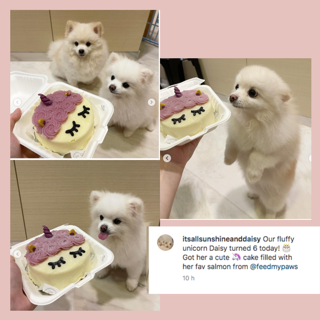 Unicorn Bento Cake for Dogs