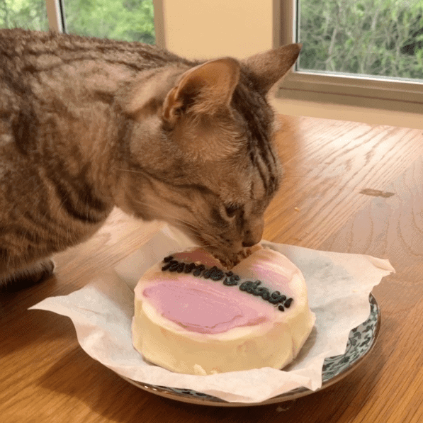 Bento Mini Birthday Cake for Cats